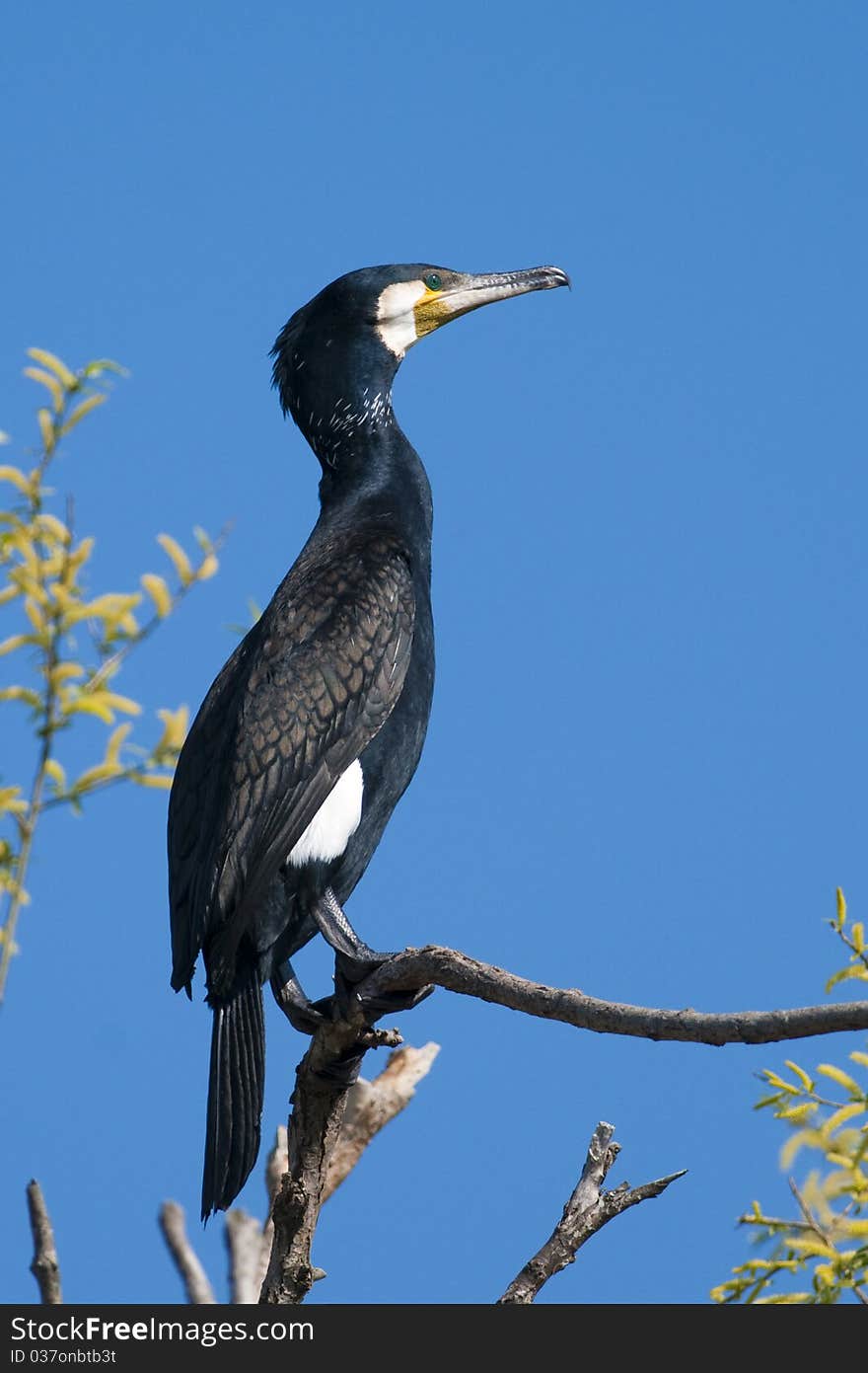 Great Cormorant