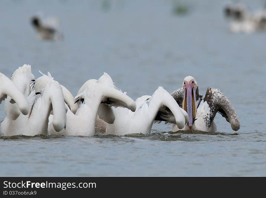 Great White Pelicans