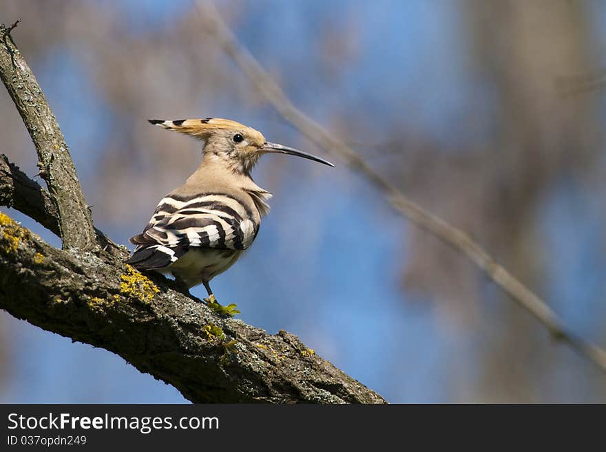 Hoopoe on a tree