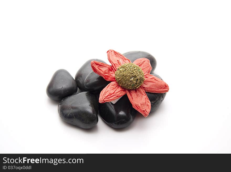 Flower blossom onto black stones