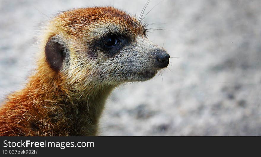 Baby of the meerkat in the zoo. Baby of the meerkat in the zoo