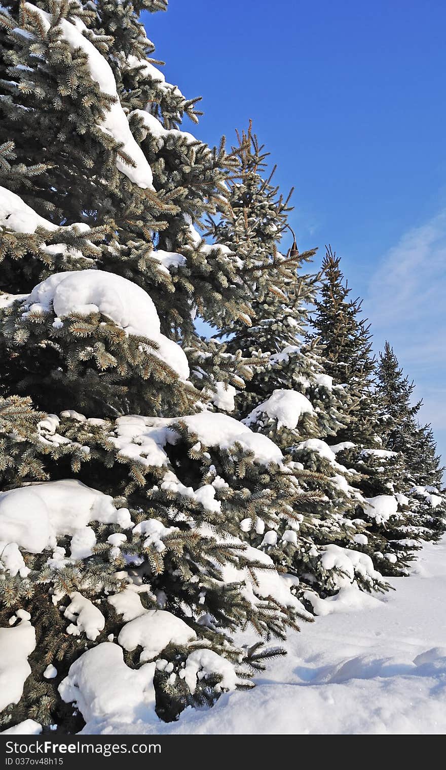 Fir trees with snow, arranged in a row. Fir trees with snow, arranged in a row