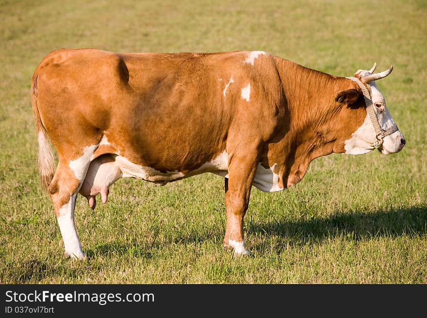 Large and healthy cow on field.