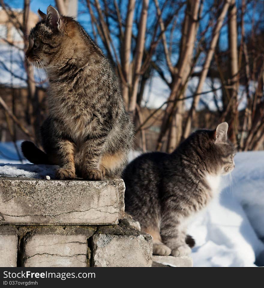 Two cats looking in opposite directions