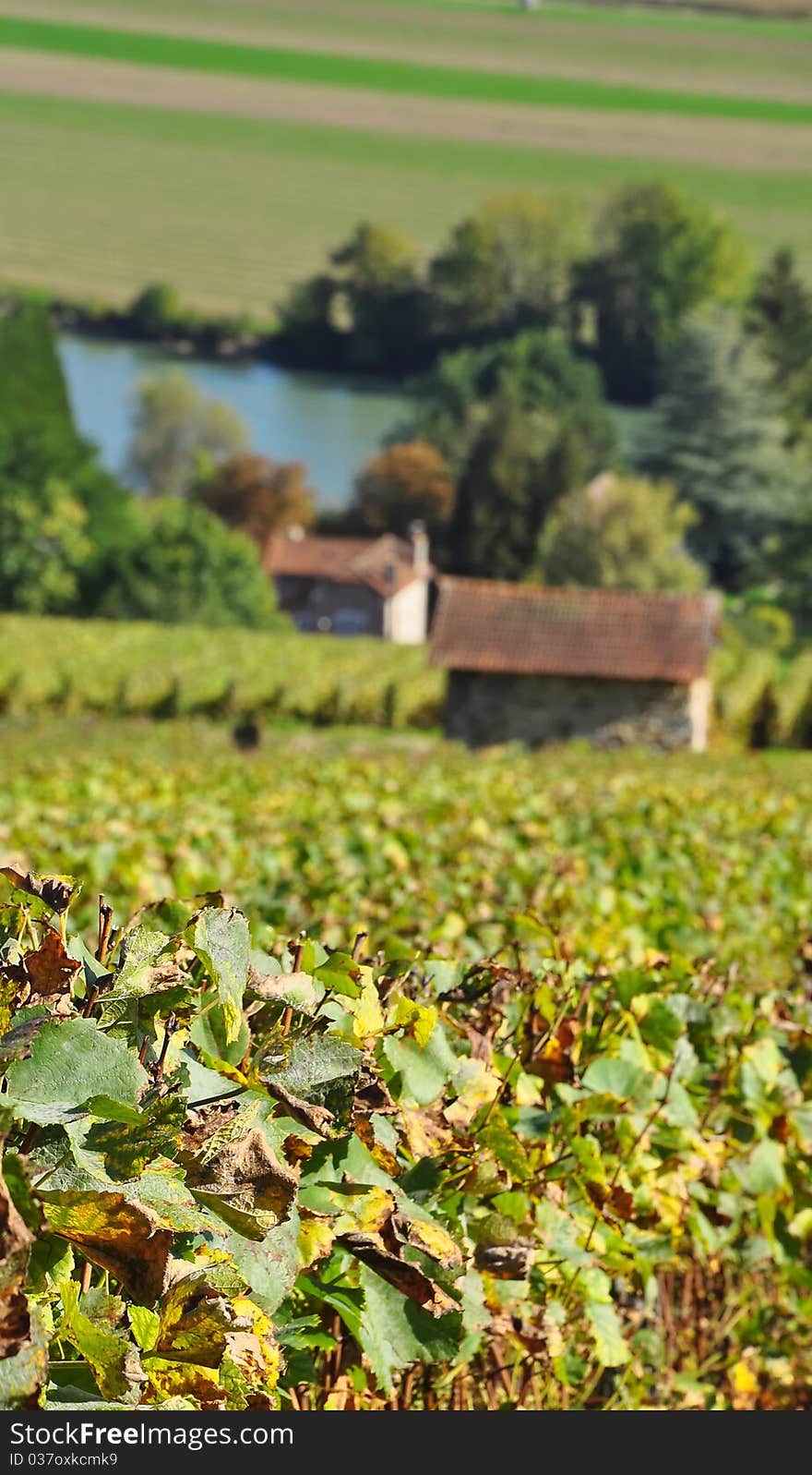 Champagne vineyards