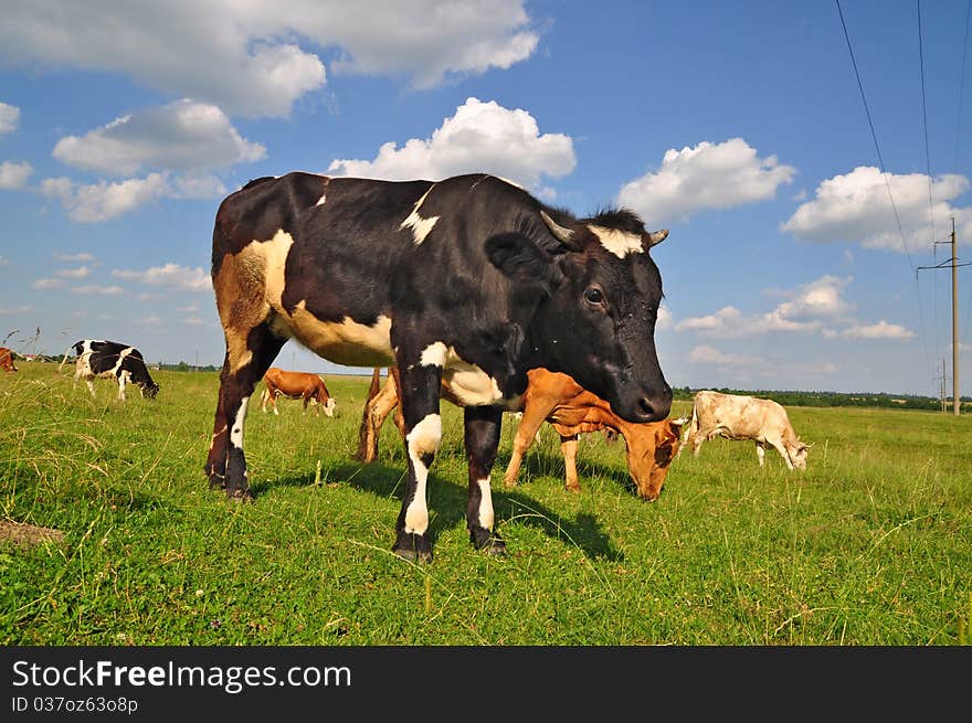 Cow on a summer pasture