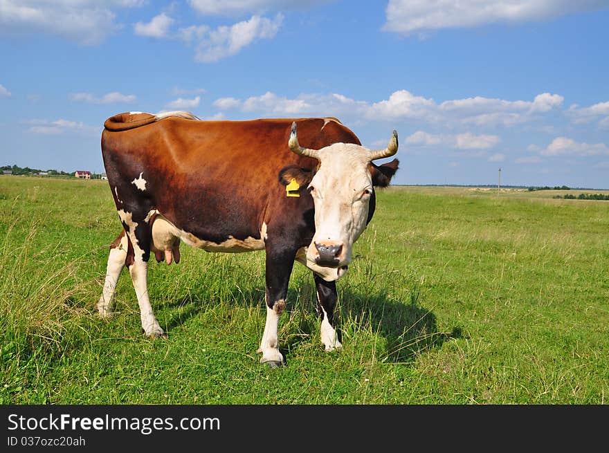 A cow on a summer pasture in a rural landscape