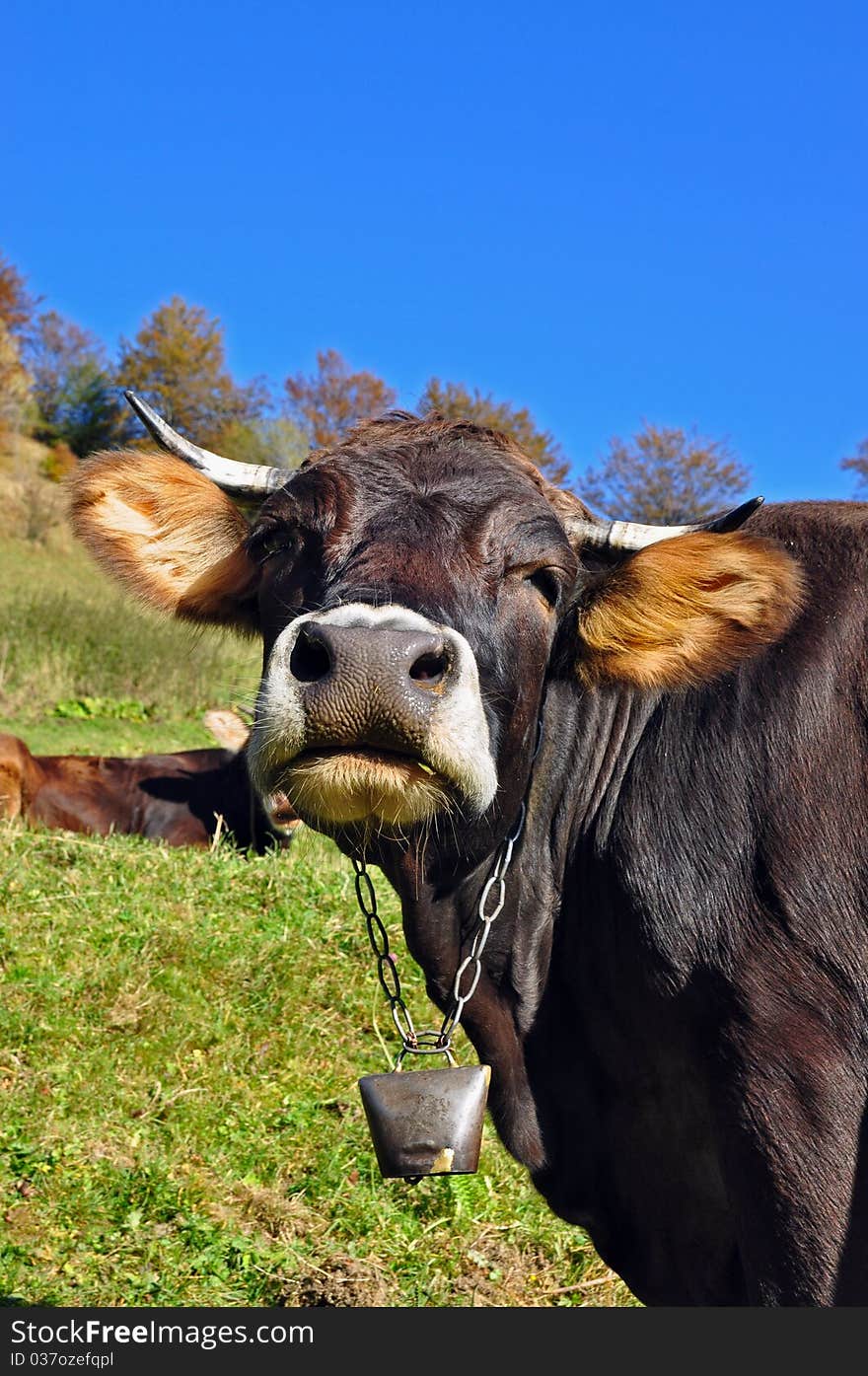 A cow on a summer pasture in a rural landscape