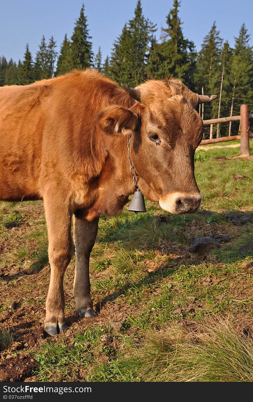 A cow on a summer pasture in a rural landscape