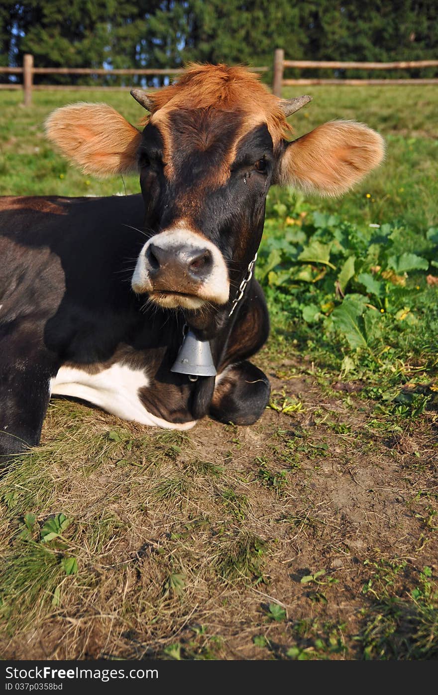 A cow on a summer pasture in a rural landscape