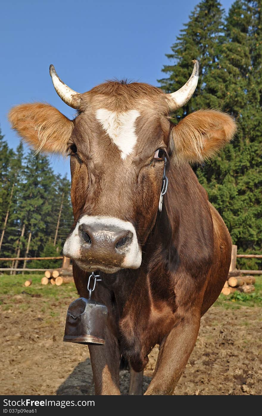 Cow On A Summer Pasture