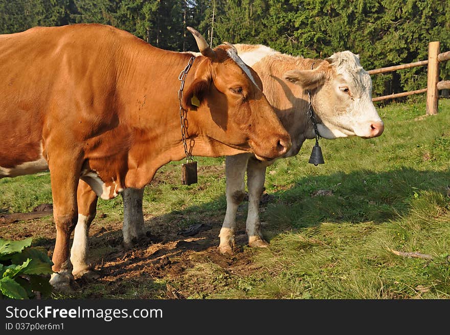 A cows on a summer pasture in a rural landscape