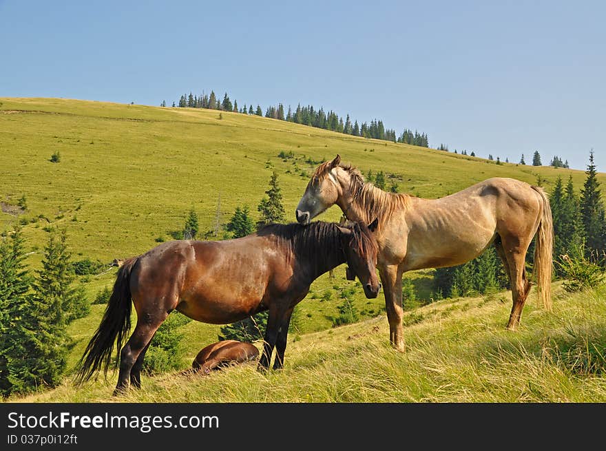 Horses on a hillside in a summer landscape under the dark blue sky. Horses on a hillside in a summer landscape under the dark blue sky