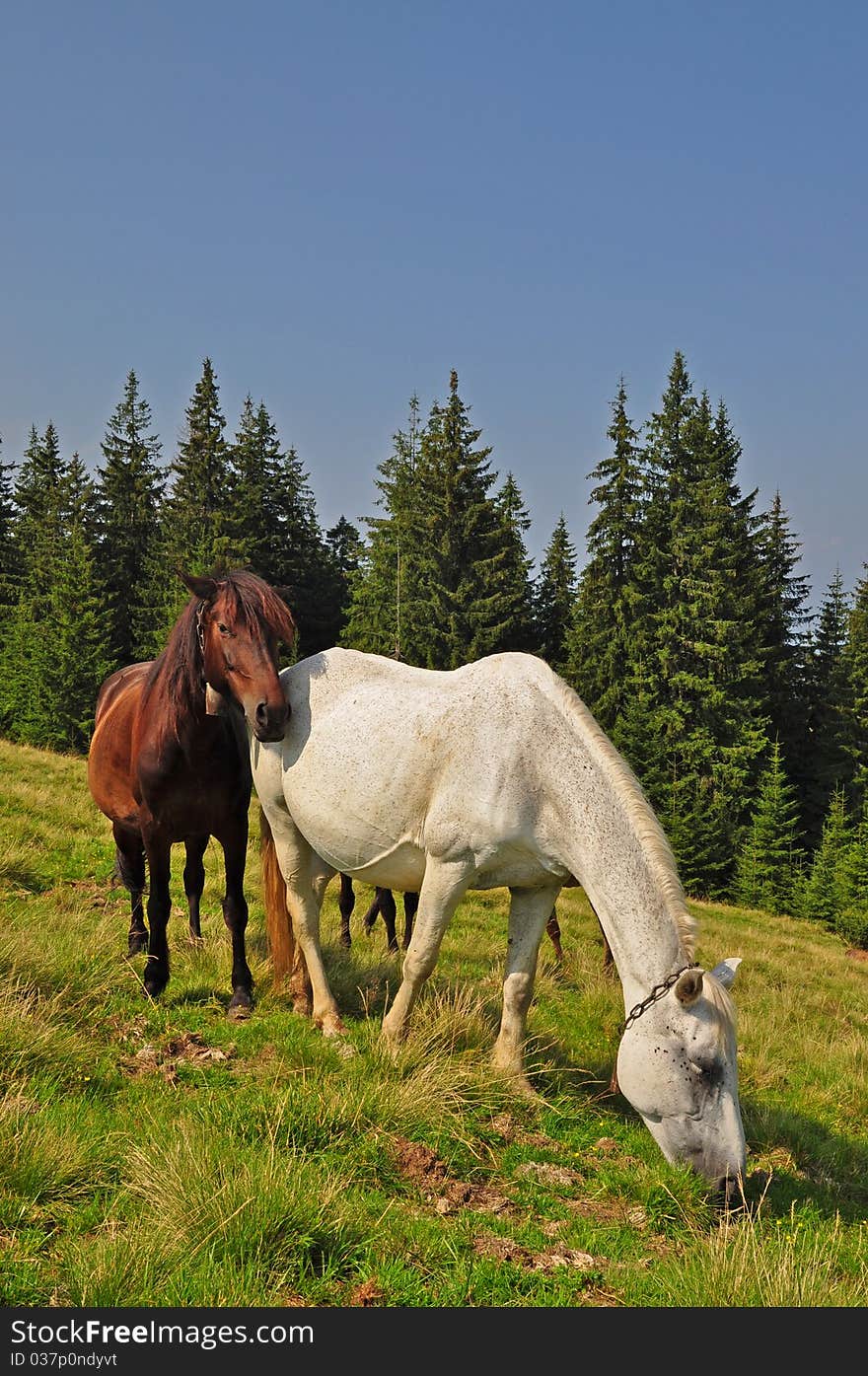 Horses On A Hillside.