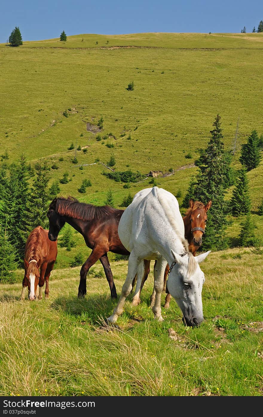 Horses on a hillside in a summer landscape under the dark blue sky. Horses on a hillside in a summer landscape under the dark blue sky