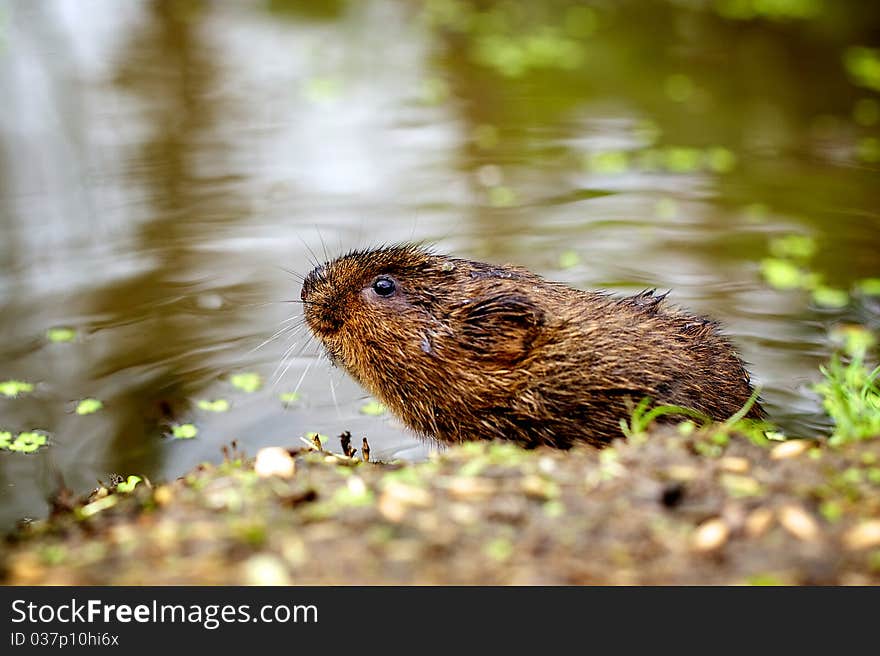 A water vole on a bank