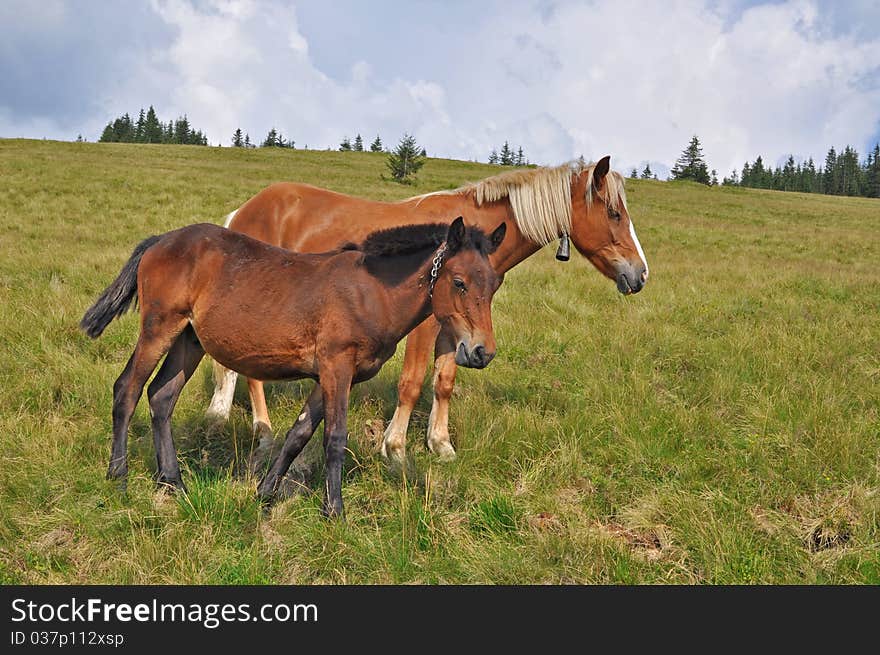 Horses on a hillside.