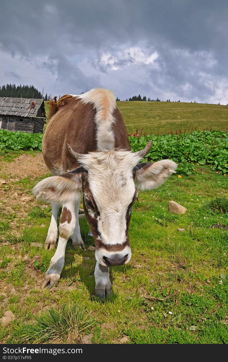 Cow on a mountain pasture