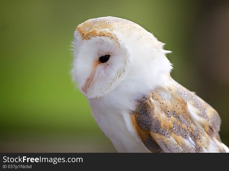 A Portrait Of A Barn Owl