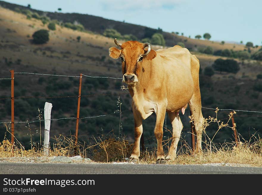 Cow in the outdoors, on the hills