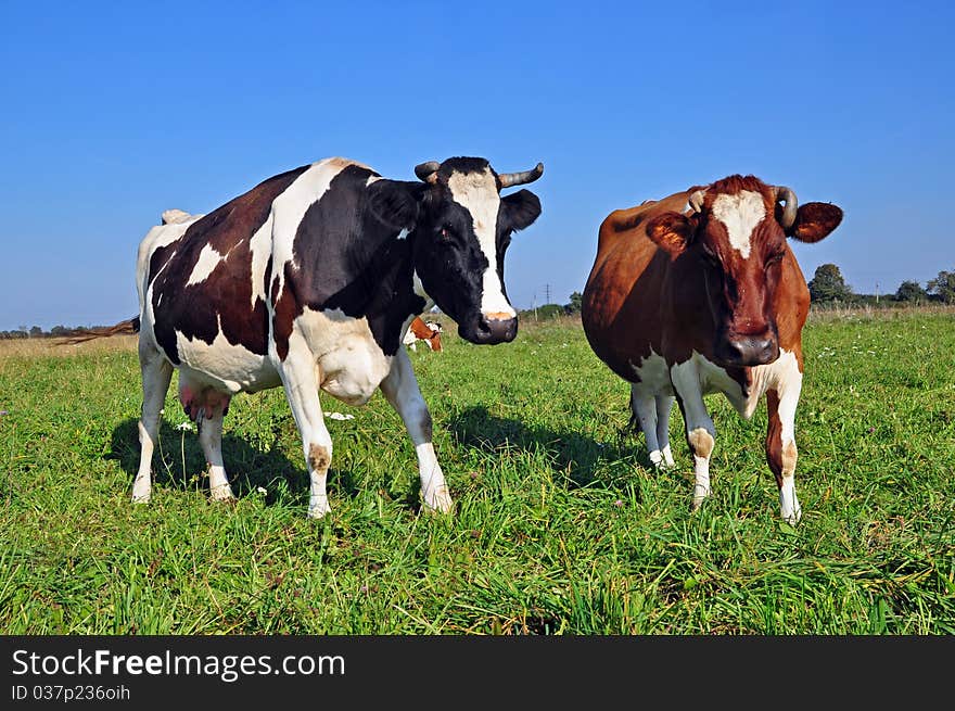 A cows on a summer pasture in a rural landscape