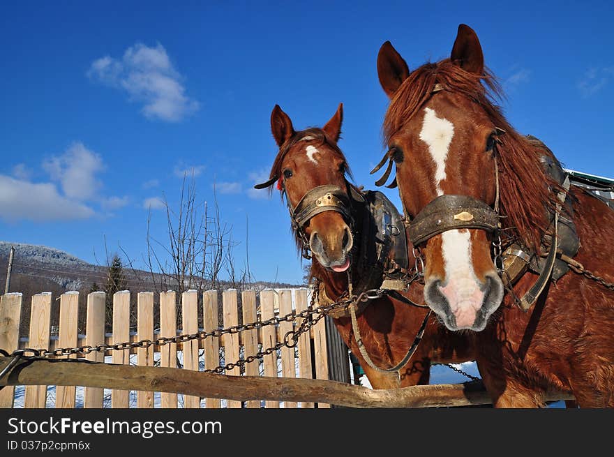 Horses in a team in rural street in a winter landscape