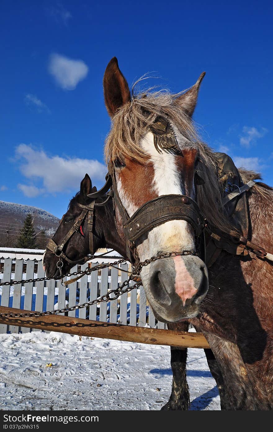 Horses in a team in rural street in a winter landscape