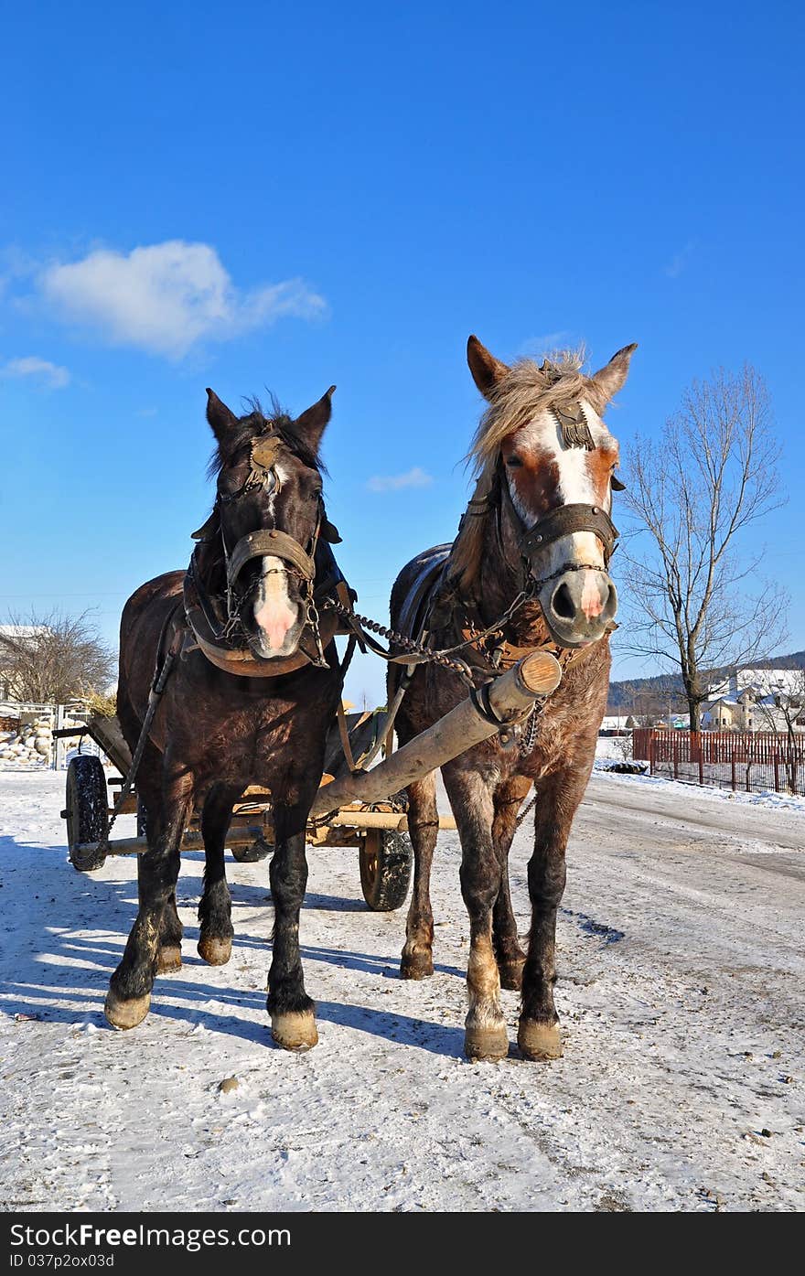 Horses in a team in rural street in a winter landscape