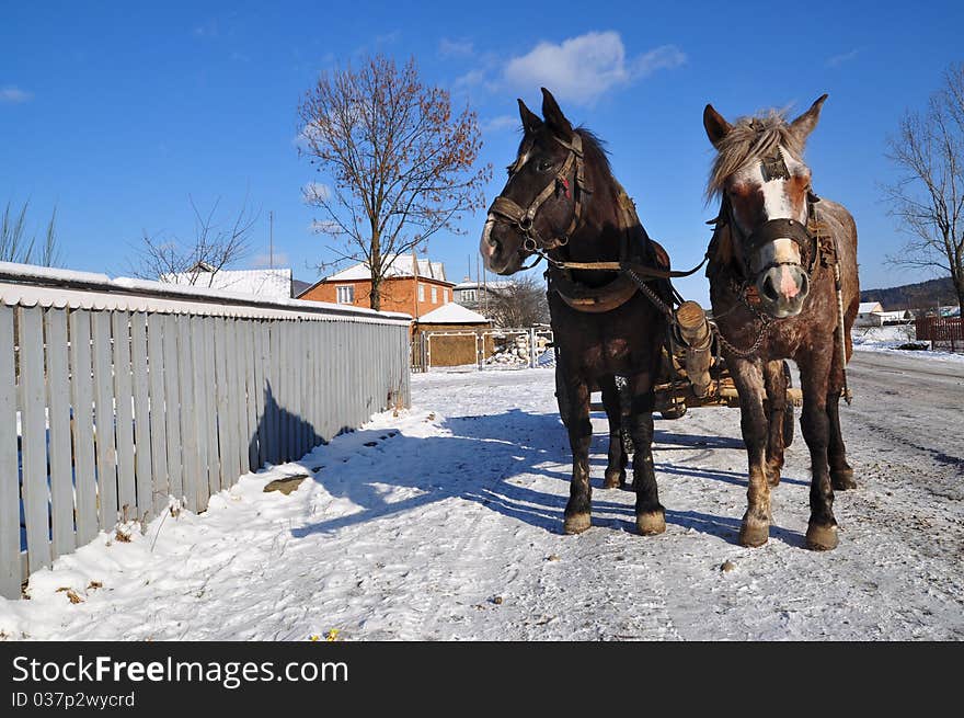 Horses in a team in rural street in a winter landscape