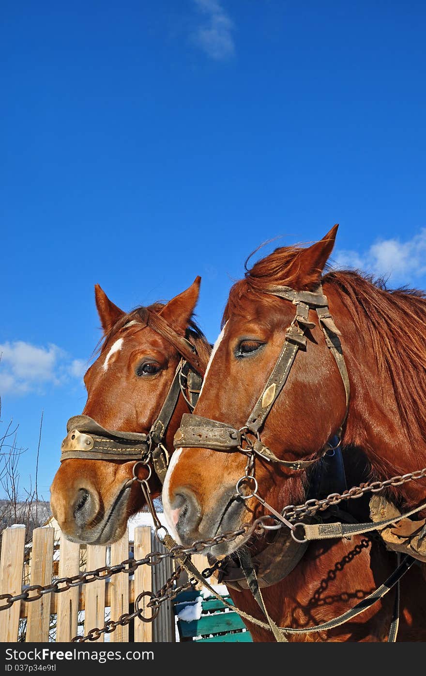 Horses in a team in rural street in a winter landscape