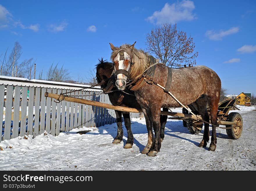 Horses in a team in rural street in a winter landscape