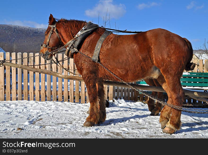 Horses in a team in rural street in a winter landscape