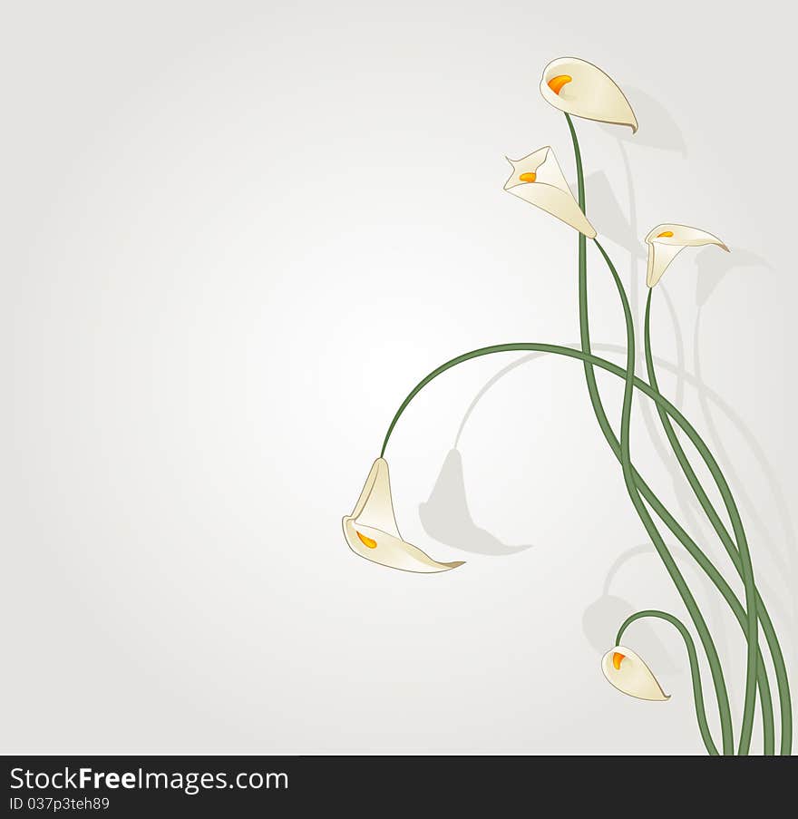 Beautiful tropical lillies.illustration for a design. Beautiful tropical lillies.illustration for a design