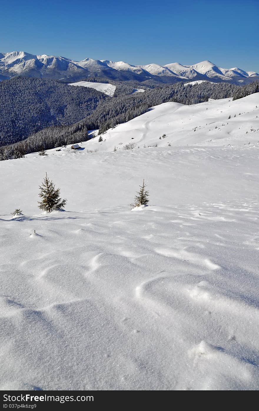 Winter on a hillside.