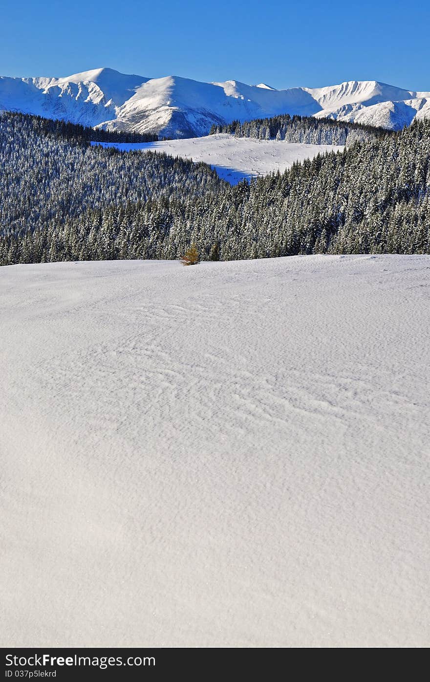 Winter on a hillside.