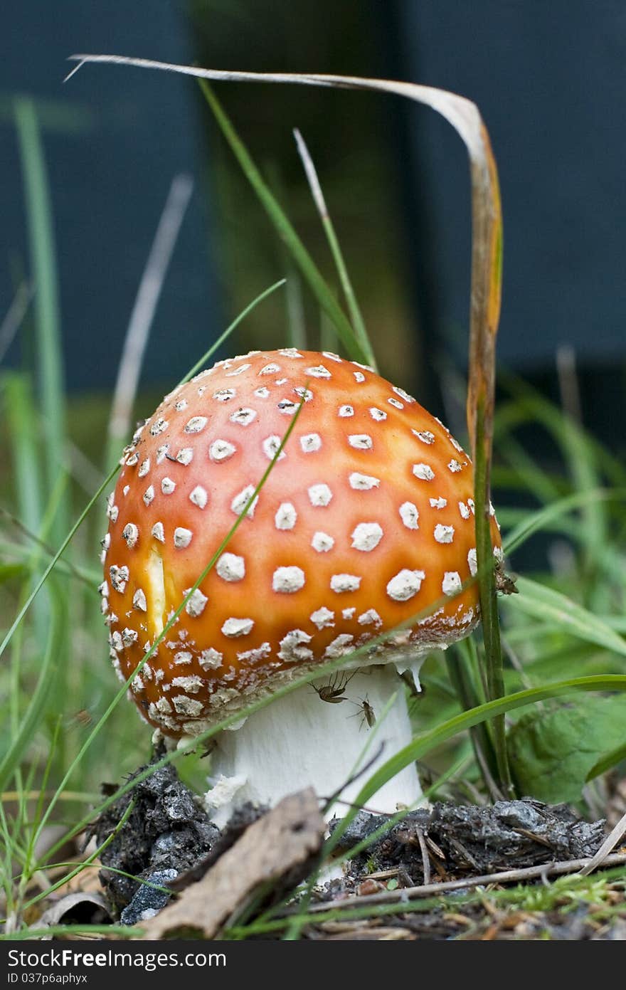 Fly agaric in close up with mosquitos on it