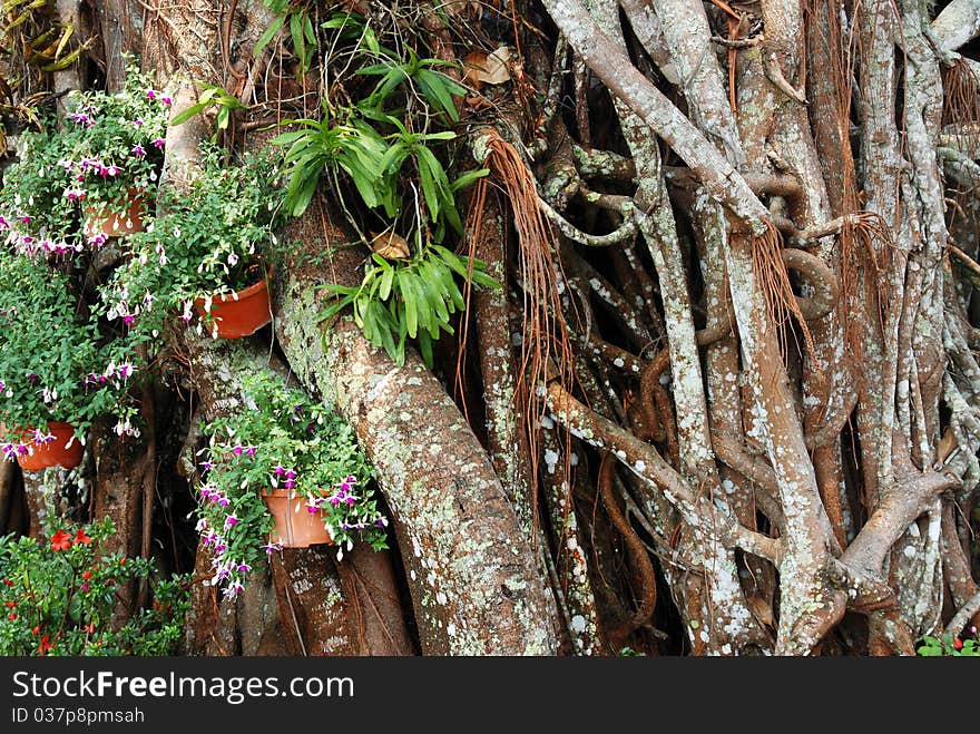 Bodhi tree with flower pots in tropical park. Bodhi tree with flower pots in tropical park