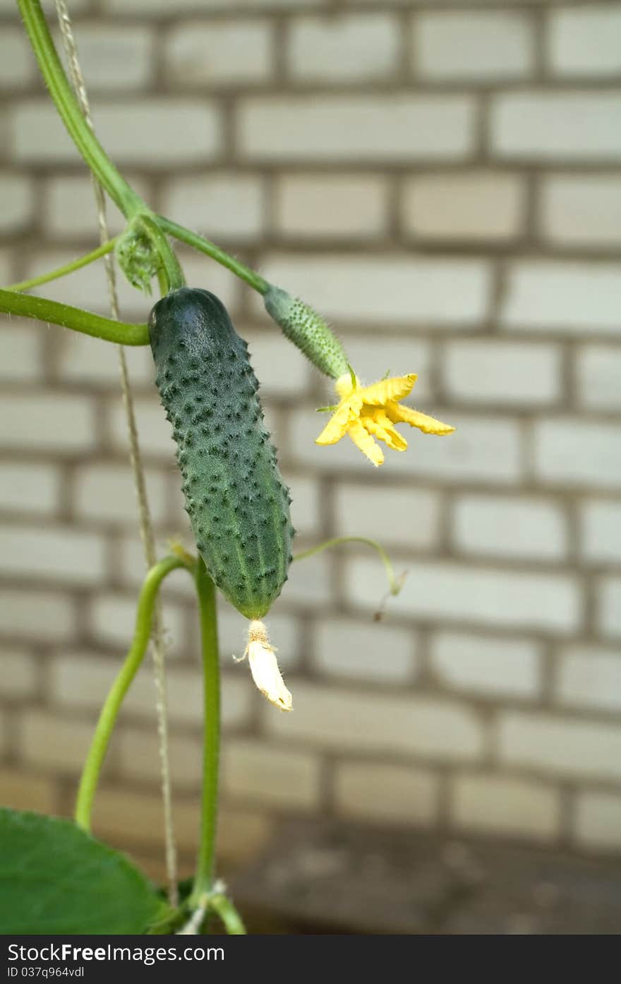 Cucumber growing on a vine