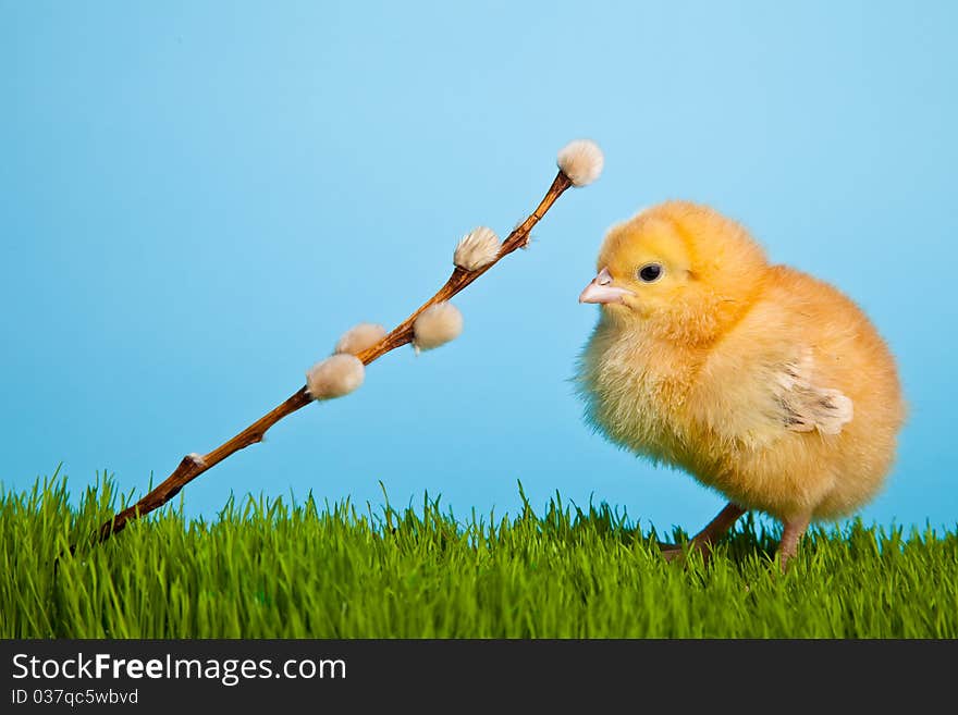 Easter eggs and chickens on green grass and blue