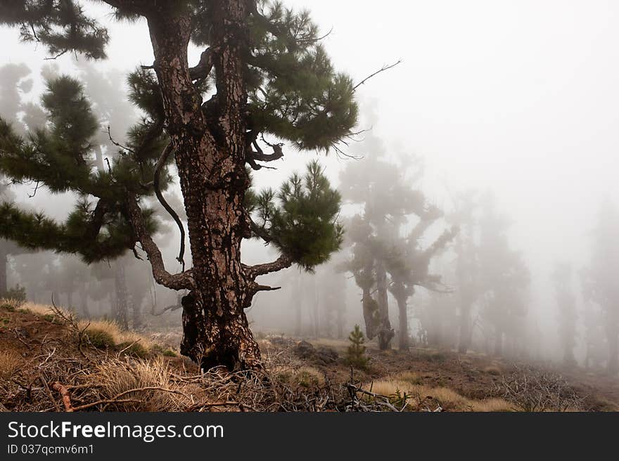 Forest In The Clouds, La Palma, Canary Islands