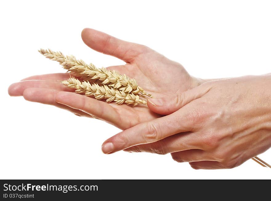 Hand hold wheat ears isolated on the white background