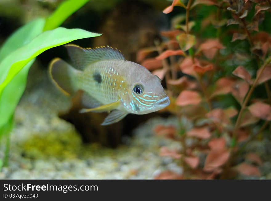 The big aquarian small fish poses for the photographer