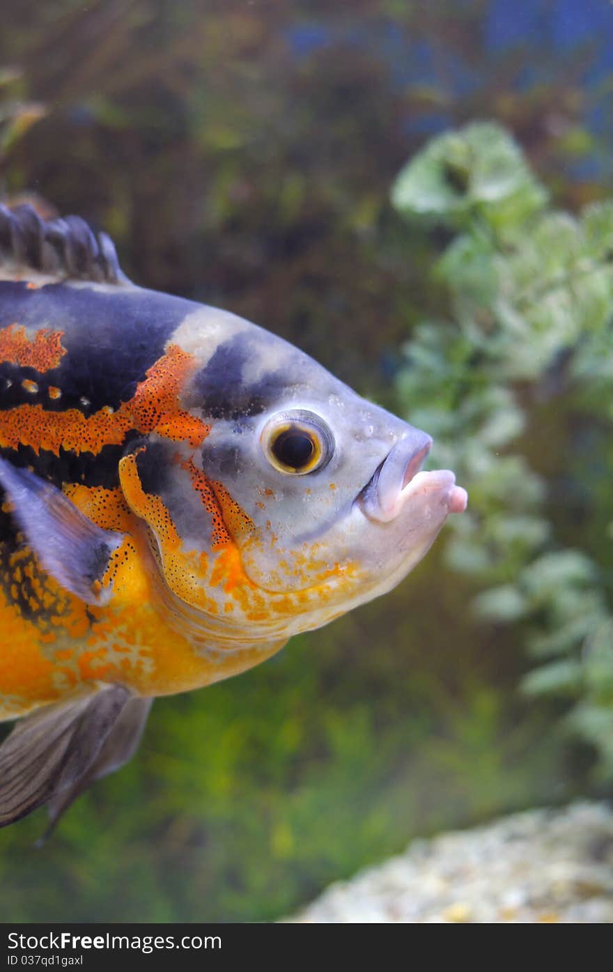 The big aquarian small fish poses for the photographer. The big aquarian small fish poses for the photographer