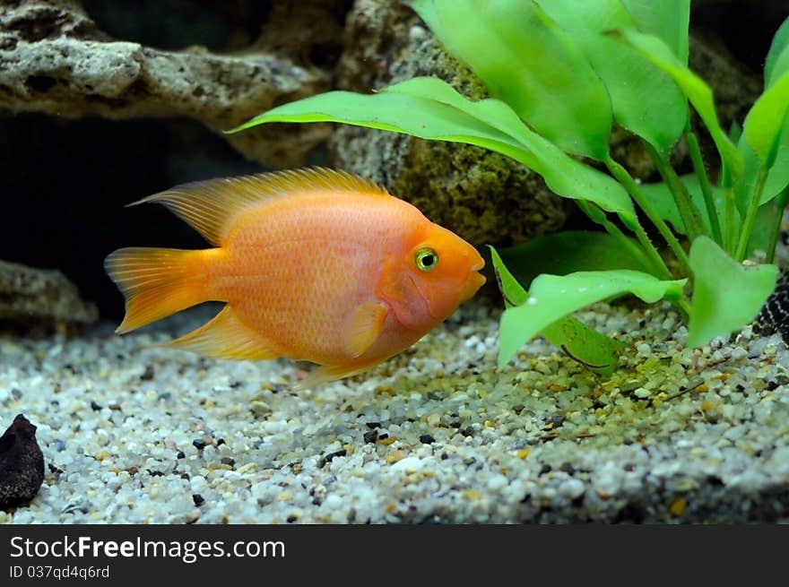 Aquarian small fish Red parrot