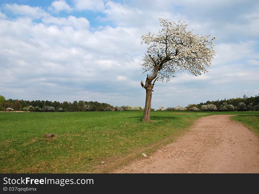 Yellow rape, blue sky and fruit trees in blossom in the spring country. Yellow rape, blue sky and fruit trees in blossom in the spring country