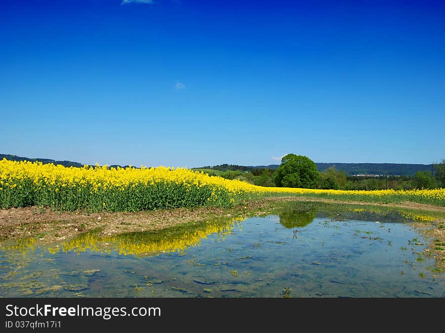 Yellow rape, blue sky and fruit trees in blossom in the spring country reflecting in the pond. Yellow rape, blue sky and fruit trees in blossom in the spring country reflecting in the pond