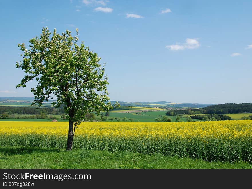 Yellow rape, blue sky and fruit trees in blossom in the spring country. Yellow rape, blue sky and fruit trees in blossom in the spring country