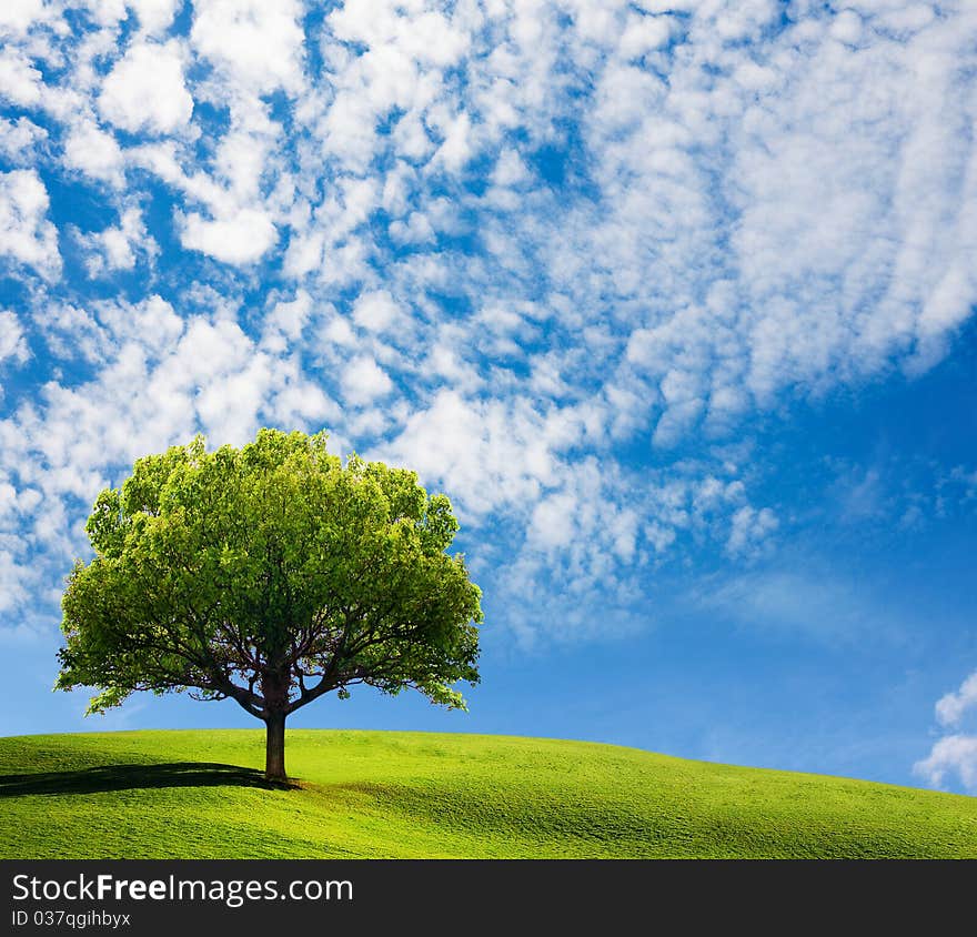 Tree on hill under blue sky with clouds. Tree on hill under blue sky with clouds