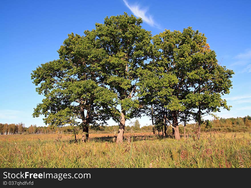 Green oaks on autumn field