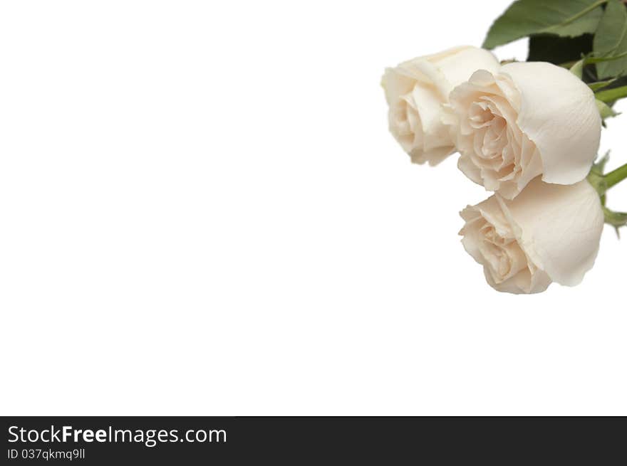 Three white roses. On a white background